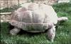 Geochelone gigantea