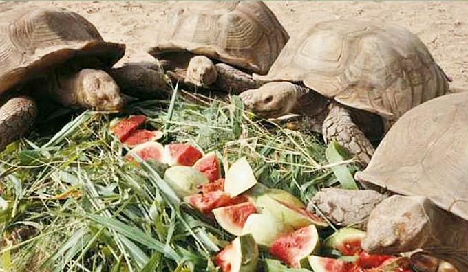 Young Sulcata Tortoises in the Tortoise Village in Noflaye