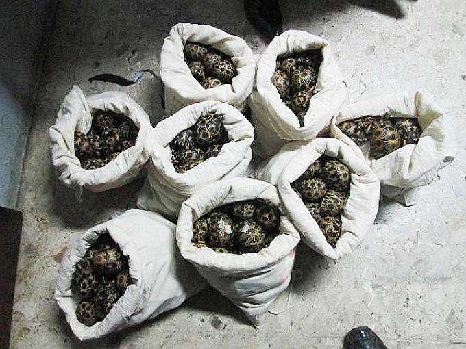 Siezed Tortoises