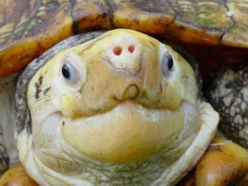 The critically endangered Sulawest Forest Turtle (Leucocephalon yuwondi) from Indonesia