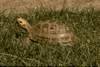 THE ELONGATED TORTOISE (Indotestudo elongata)