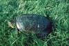 Emys Orbicularis