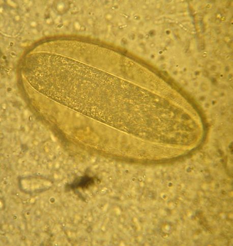 Tachygonetria is a worm that can cause anorexia in tortoises.