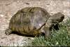 Gopherus (flavomarginatus)
