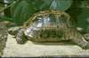 Testudo graeca graeca