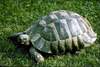 Testudo hermanni