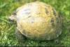 Testudo horsfieldi