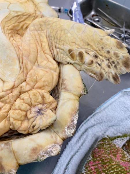 Fishing line emerging from cloaca