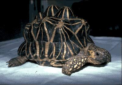 THE INDIAN STAR TORTOISE (Geochelone elegans)