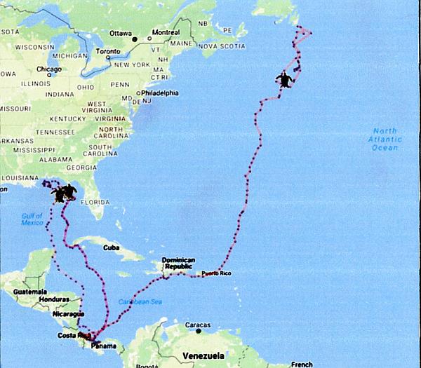 Tracks of three Leatherbacks tracked by STC and Dan Evans in 2016