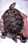 Trachemys scripta elegans