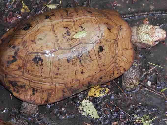 Sakaerat Tortoise