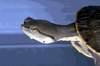Phrynops hilarii