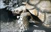 Geochelone sulcata