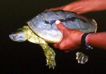 Kachuga trivitta (Photograph: Dr. Gerald Kuchling)