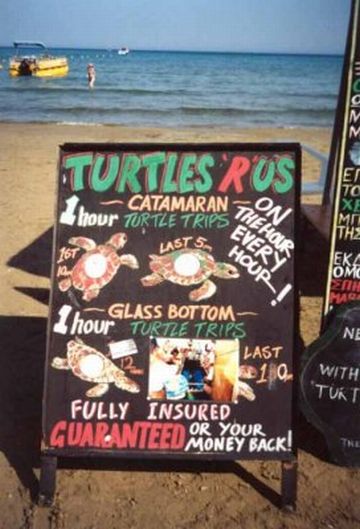 Turtle watching trips - big business! (16/06/01)