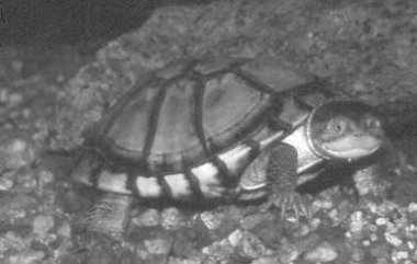 Pelusios subniger