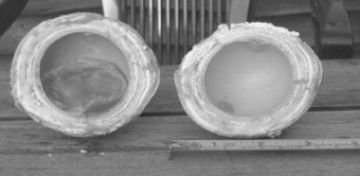 Eve's 9-shelled egg