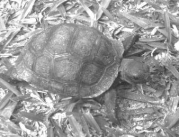 The first D. hololissa hatchling (Gerry)