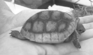 D. arnoldi hatchling (Oliphant - adopted by the BCG)