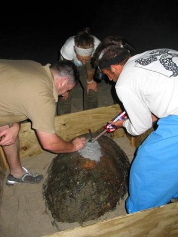 Fig.3. Holding the loggerhead turtle in a special box, the t.jpg
