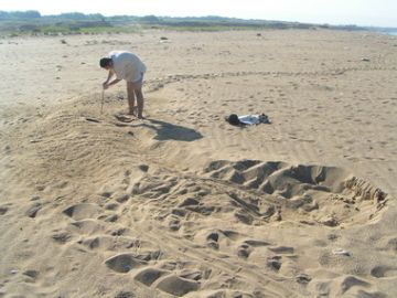 Searching for Green Turtle eggs, Syria 2004