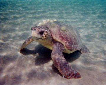 Resting Loggerhead Turtle