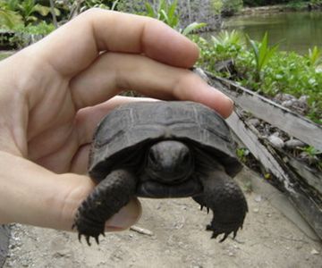 Flat-backed juvenile D. arnoldi