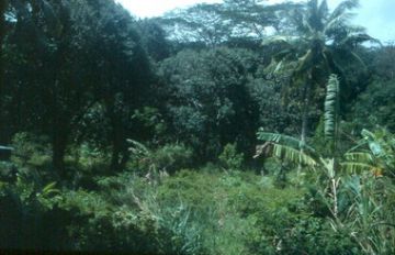 Habitat of the upland marshes on Silhouette island
