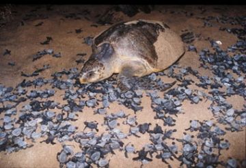 Female Olive Ridley