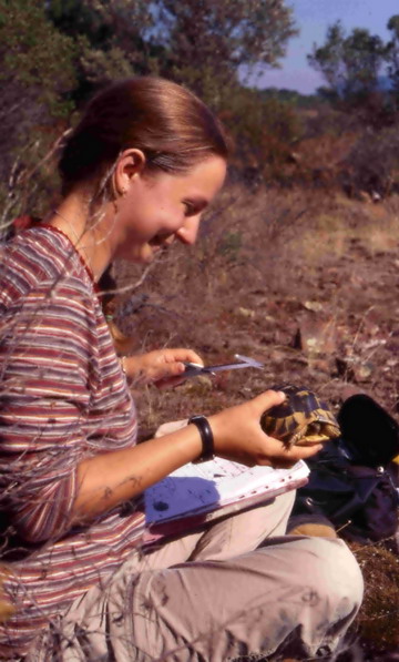 Photo 6. Measuring a Hermann’s tortoise.