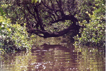 A small stream surrounded by thick overhanging vegetation, off the main lake at Loagan Bunut National Park, Sarawak. Photo by Karen Jensen.