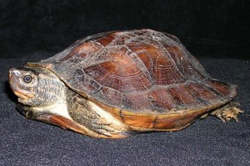 An adult female Cyclemys dentata. Photos by Karen Jensen.