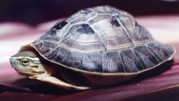 A juvenile Cuora amboinensis.
