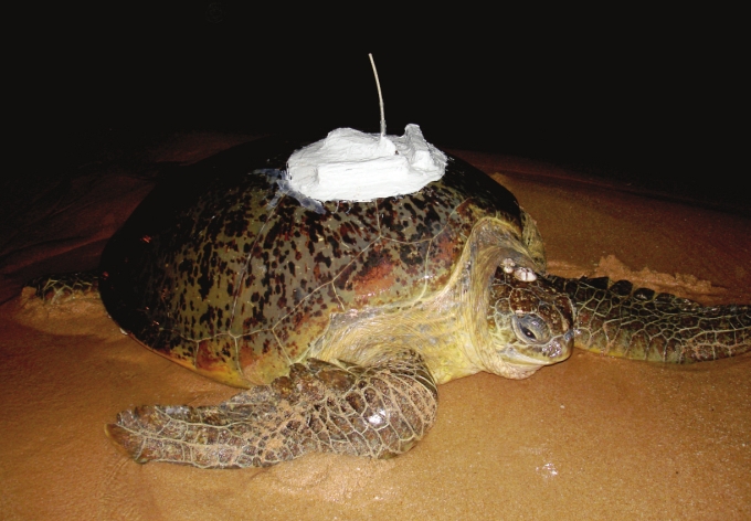 Green Turtle Helen