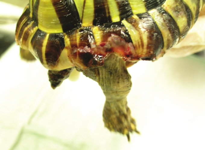 Shell Injury