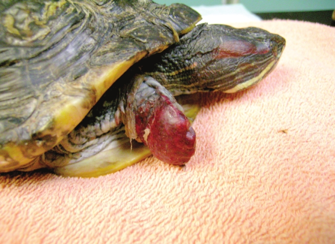 Sloughing of the skin