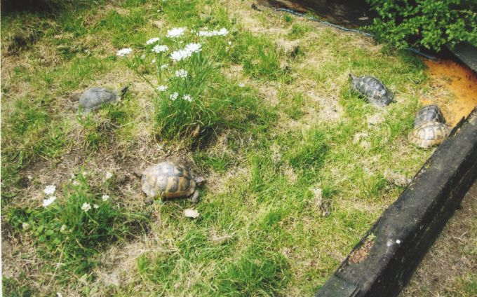 Fig. 2. A group of female Hermann’s tortoises in their enclosure.