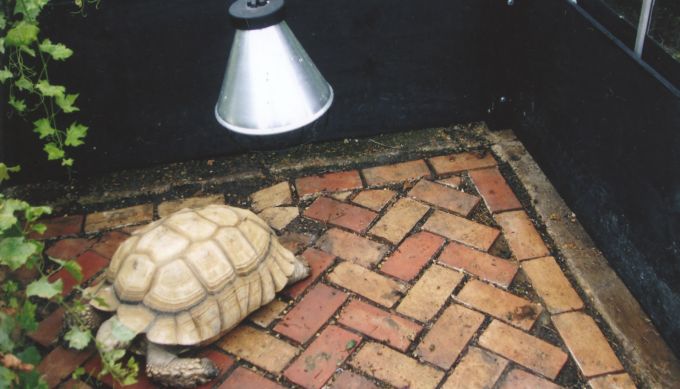 Fig. 7. Heated greenhouse opening into a walled garden, providing summer quarters for tropical species such as this 30 year old sulcata tortoise, and doubling as a winter terrapin sanctuary.