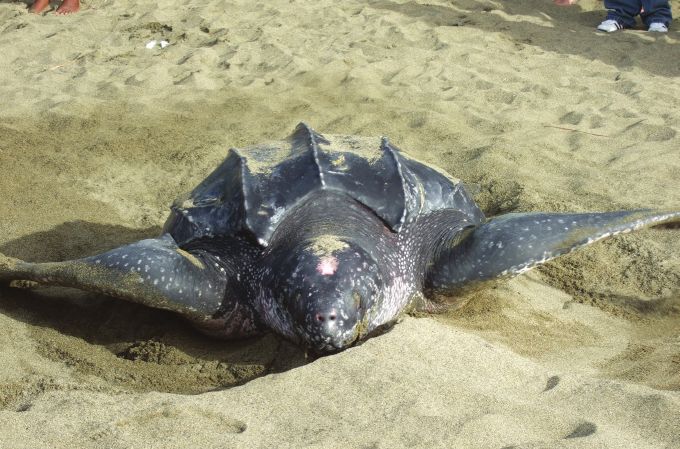 Figure 1. Leatherback female covering nest. Photo by Matthew McCrea.
