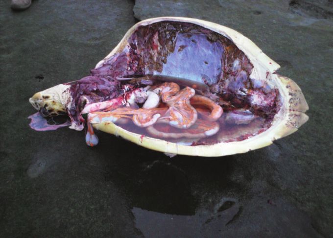 Figure 11. A poached adult Hawksbill turtle. Photo by Linda Barclay.