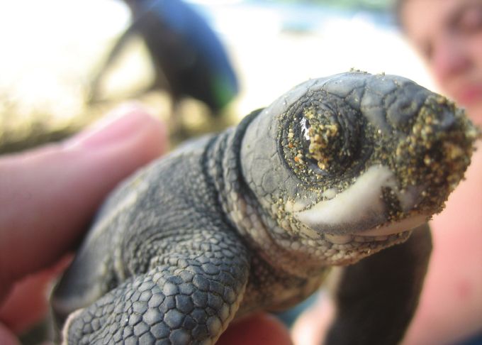 Figure 5. Leatherback hatchling less than one hour old.