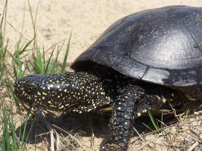 Fig. 2. The nominative sub-species <i>Emys orbicularis orbicularis</i> which is present in Belarus.