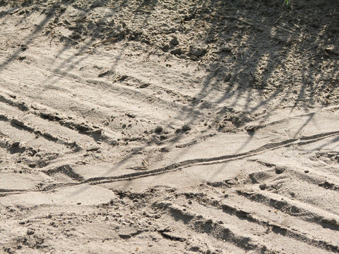 Fig. 5. During long migrations to their breeding habitats, females often cross country roads, agricultural fields and open meadows.