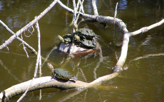 Fig. 7. Juvenile hickatees basking.
