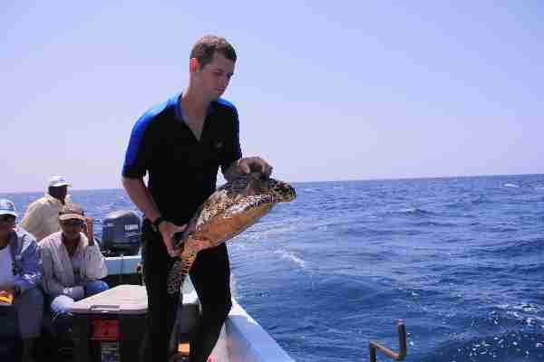 Fig. 12. One of the larger turtles captured.