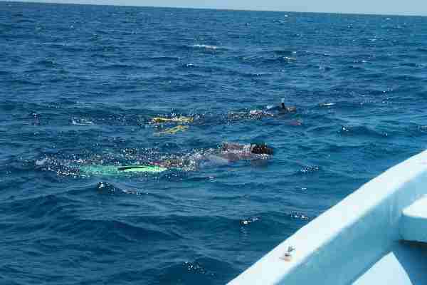 Fig. 3. Snorkellers on parallel transects searching for turtles.