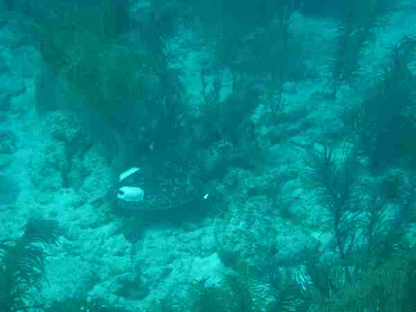 Fig. 8. Tagged turtle swimming along bottom. Both the metal flipper tag and the acoustic tags are visible (the second acoustic tag was for a separate study).