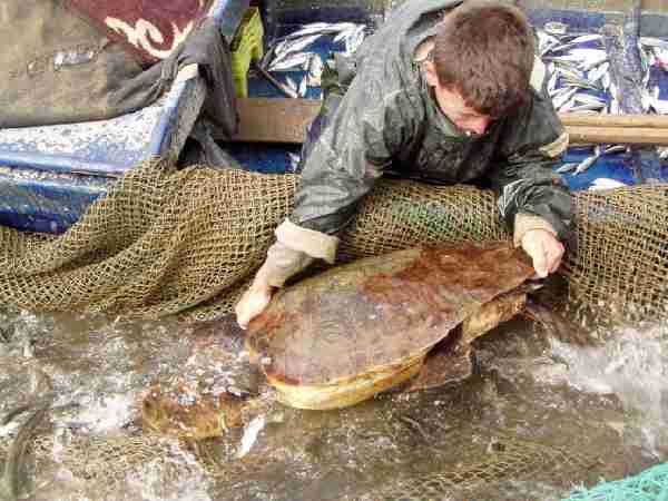 Fig. 4. A loggerhead turtle being lifted from the stavnike.
