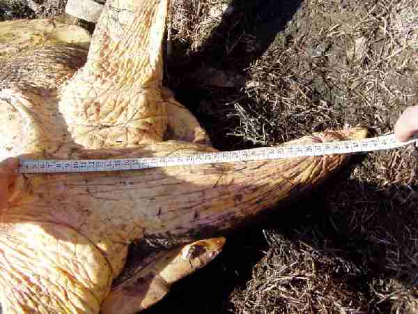 Fig. 5. Measuring the tail of an adult male loggerhead.